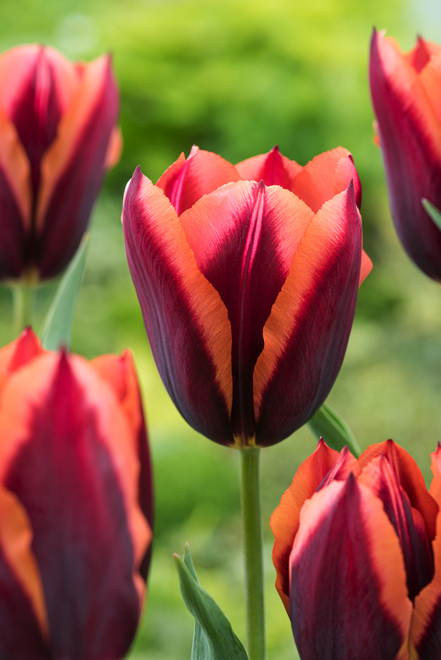 Tulipan Triumph (Tulipa) Slawa 5 szt.