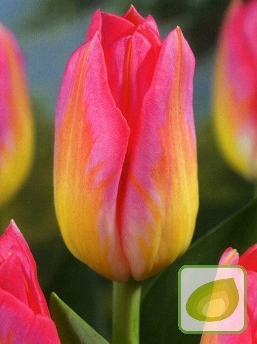 Tulipan Triumph (Tulipa) Tom Pouce 3 szt.