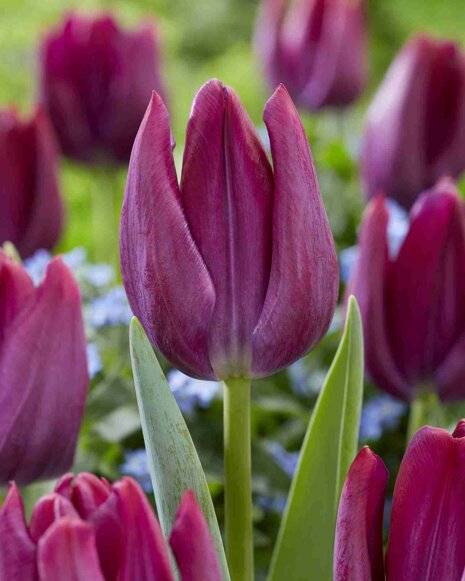 Tulipan ( Tulipa ) Scamper 5 szt.