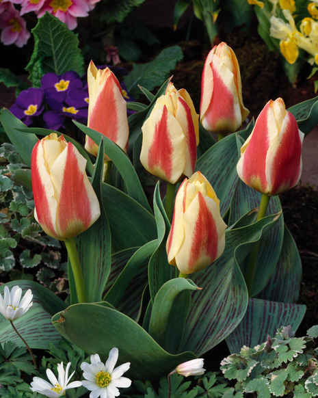 Tulipan ( Tulipa ) Tarafa 5 szt.