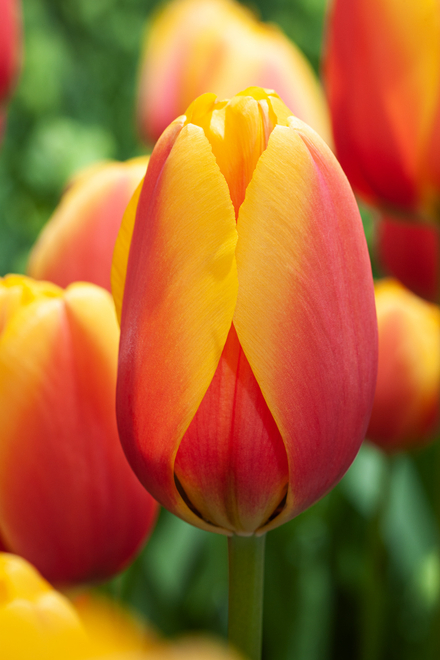 Tulipan ( Tulipa ) World Peace 5 szt.