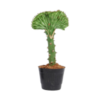 Wilczomlecz mleczny ‘Cristata’ (Euphorbia lactaea ‘Cristata’)