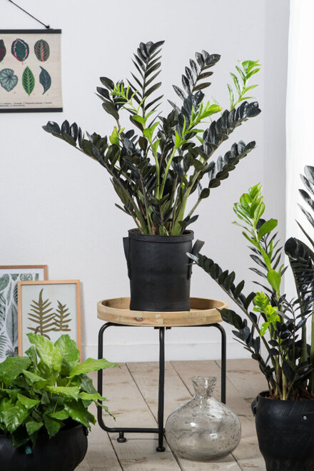 Zamiokulkas zamiolistny (Zamioculcas zamiifolia) doniczka 12 cm