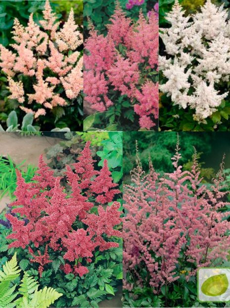 Zestaw Jesienny Tawułki (Astilbe)