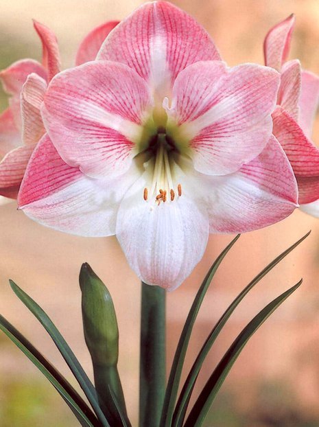 Zwartnica (Hippeastrum) 'Apple Blossom'  cebulka XXL 1 szt.