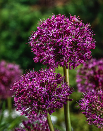 Czosnek Ozdobny (Allium) Mars 1 szt.