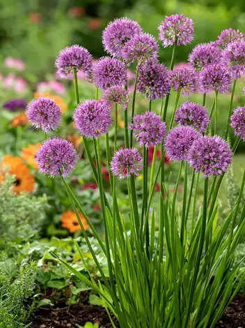 Czosnek ozdobny  (Allium) 'Millenium' 1 szt.