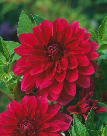 Dalia (Dahlia) 'Le Baron' 1 szt.