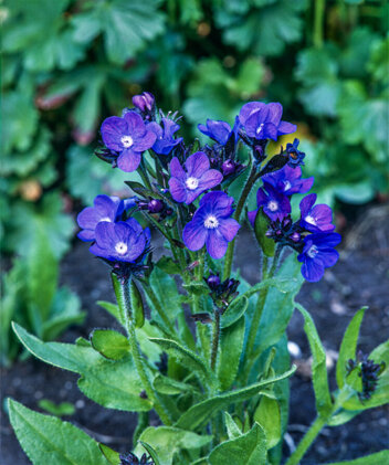 Farbownik Lazurowy (Anchusa) 'Loddon Royalist' 1 szt.