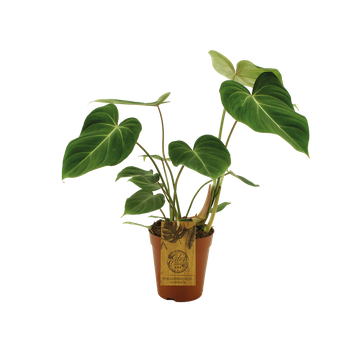 Filodendron Gloriosum (Philodendron Gloriosum)