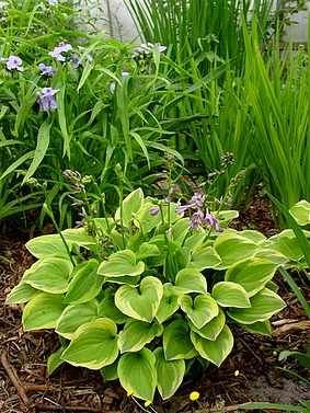 Funkia (Hosta) Golden Tiara 1 szt.