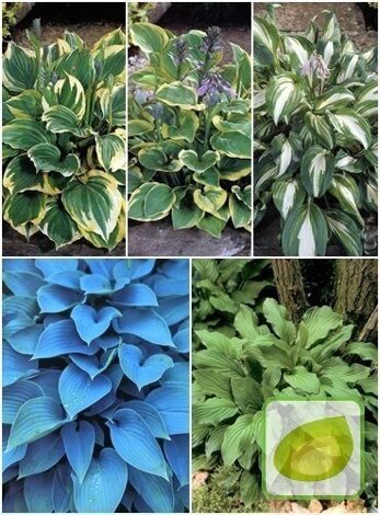 Funkia ( Hosta ) Ogrodowa Mix 2 szt.