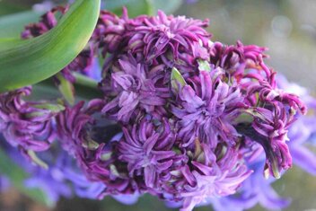 Hiacynt ( Hyacinthus ) 'Twin Sensation' 1 szt.