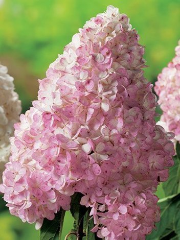 Hortensja Bukietowa (Hydrangea paniculata) 'Vanille-Fraise ©' don. C7,5