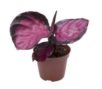 Kalatea Roseopicta Rosey (Calathea roseopicta Rosey)