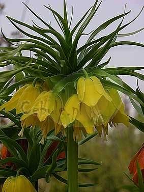 Korona cesarska ( Fritillaria ) Lutea 1 szt.