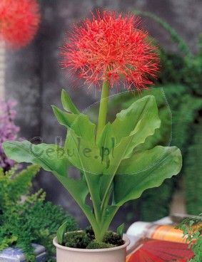 Krasnokwiat (Haemanthus)