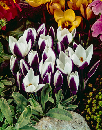 Krokus (Crocus) Ladykiller 5 szt.