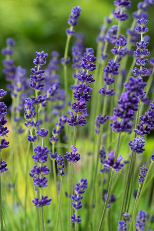 Lawenda (Lavandula) 'Hidcote' - don. P9