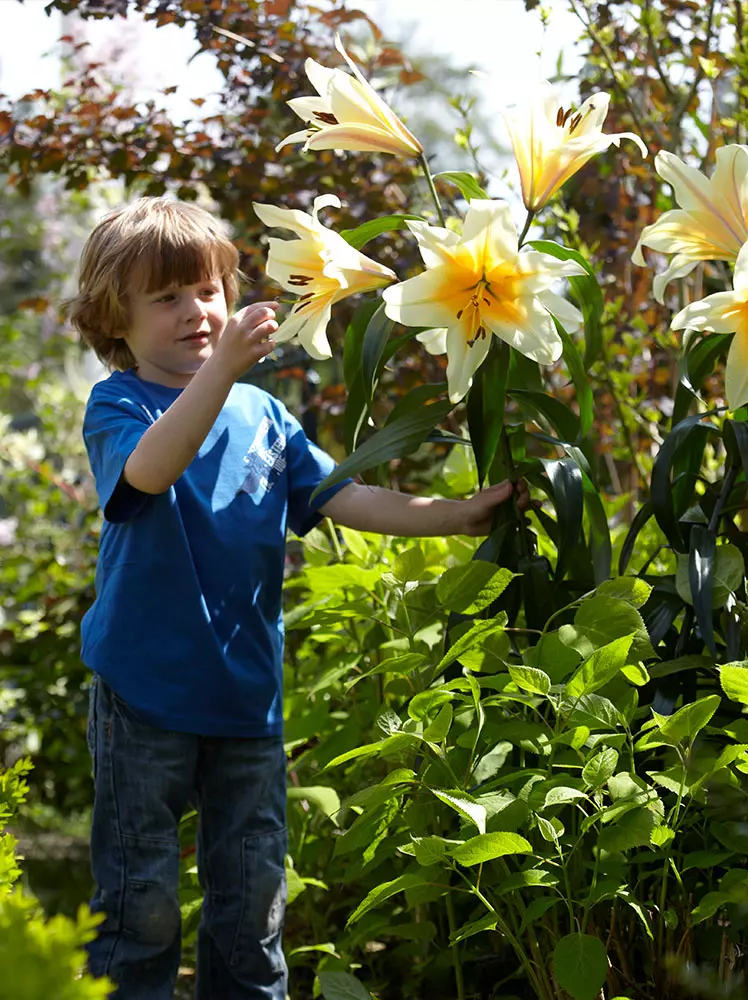 Lilia Drzewiasta (Lillium) 'High Tea' 1 szt.