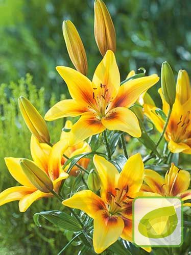 Lilia azjatycka ( Lilium ) Pieton 1 szt.