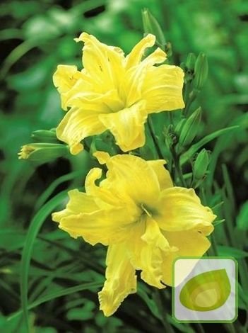 Liliowiec (Hemerocallis) Double River Wye