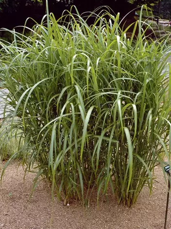 Miskant olbrzymi (Miscanthus giganteus) 1 szt.