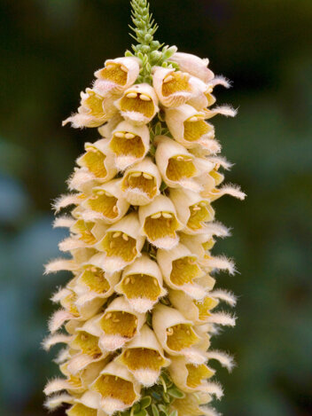 Naparstnica (Digitalis) 'Ferruginea' 1 szt.