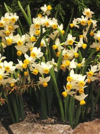 Narcyz Tazetta (Narcissus) Canaliculatus 5 szt ( pachnący )