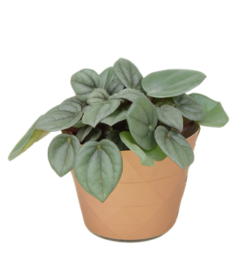 Peperomia Milano (Peperomia caperata ‘Milano’) 