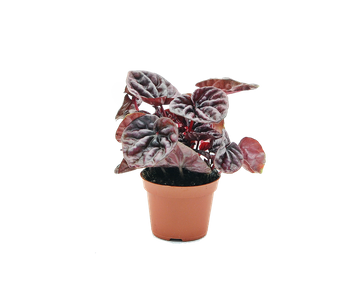 Peperomia 'Quito' (Peperomia caperata ‘Quito’) 