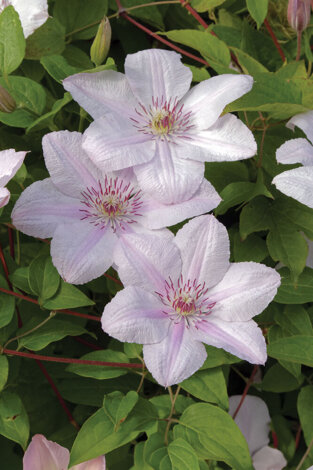 Powojnik (Clematis) 'Jan Paweł II'