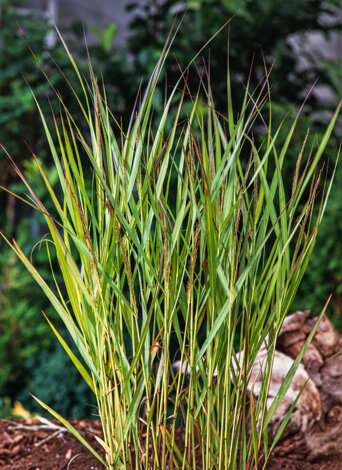 Proso Rózgowate (Panicum) 'Warrior' - don. P9