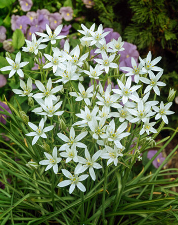 Śniedek baldaszkowaty ( Ornithogalum umbellatum ) 5 szt. .