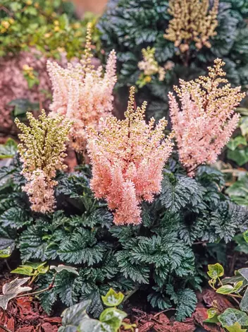 Tawułka (Astilbe) 'Liliput'  1 szt.