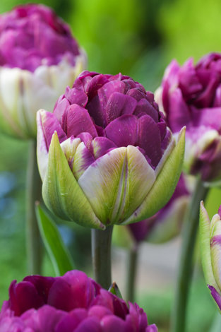 Tulipan Lodowy ( Tulipa ) Pop Up Purple 1 szt.