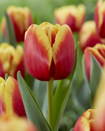 Tulipan Triumph ( Tulipa ) Replay 5 szt.