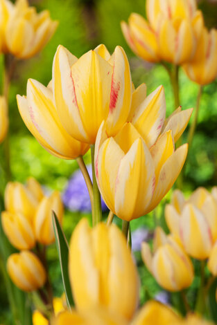 Tulipan ( Tulipa ) Antoinette 5 szt.