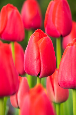 Tulipan ( Tulipa) RED PRIDE 5 szt.