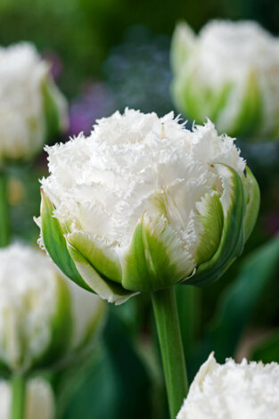 Tulipan ( Tulipa ) Snow Crystal 5 szt.