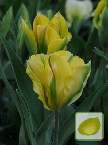 Tulipan Viridiflora Żółty ( Tulipa ) Formosa 5 szt.