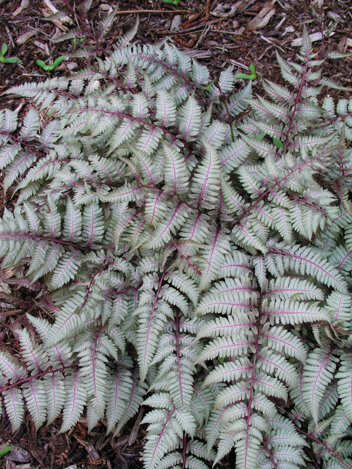 Wietlica Japońska (Athyrium) 'Silver Falls'  1 szt.