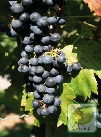 Winorośl (Vitis) Golubok