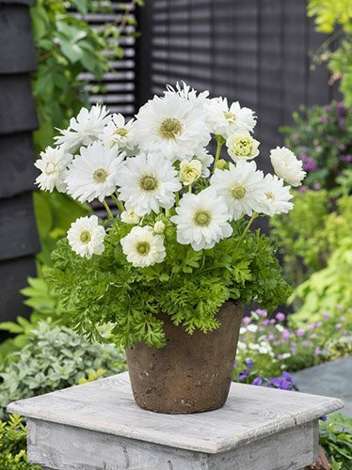 Zawilec (Anemone coronaria) 'Mount Everest' 5 szt.