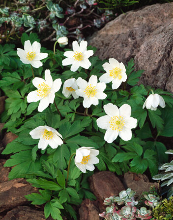 Zawilec gajowy ( Anemone nemorosa ) 5 szt.