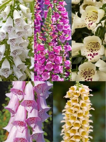 Zestaw Naparstnica (Digitalis) 